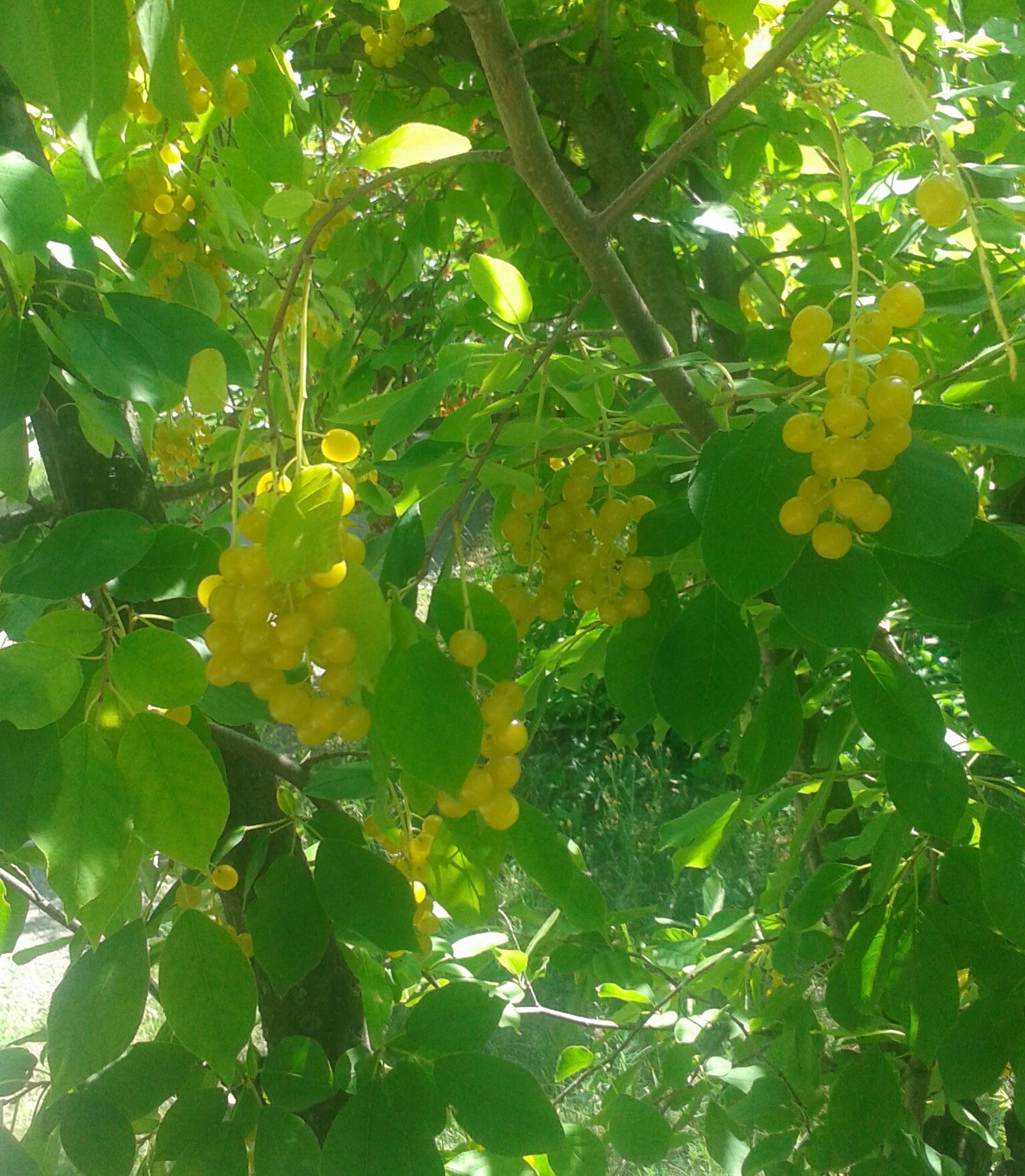 Tell me, what is this berry? - My, Tree, Berries, Question, No rating, Longpost