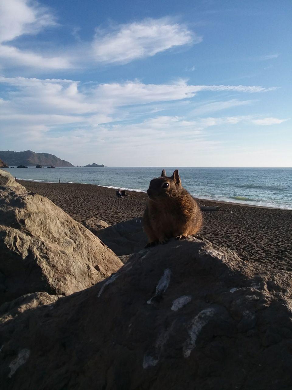 Met this guy on the beach today - My, Ocean, Pacifica Northwest, California, Shore