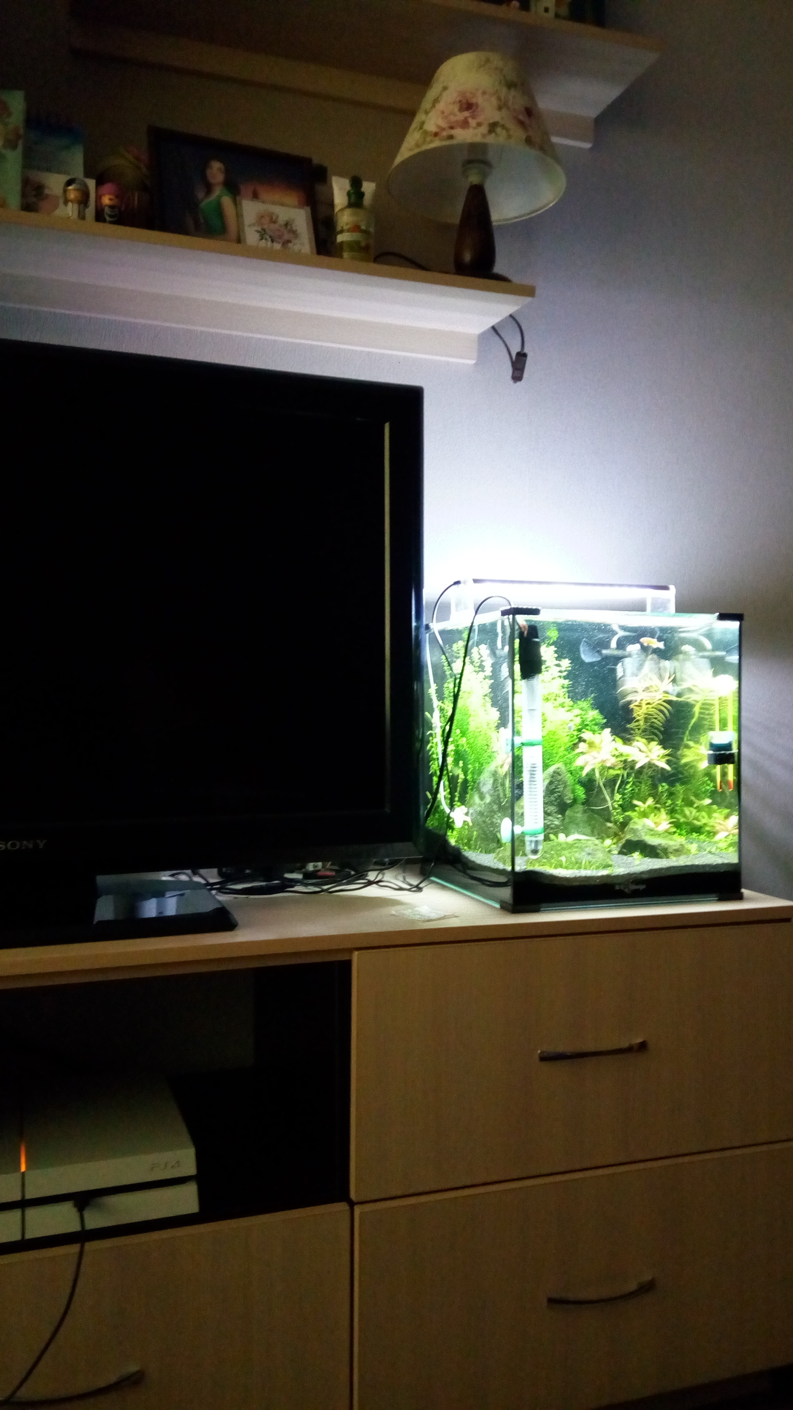 Launching the 30 liter cube part 2. - My, My, Aquarium, Aquarium, Longpost