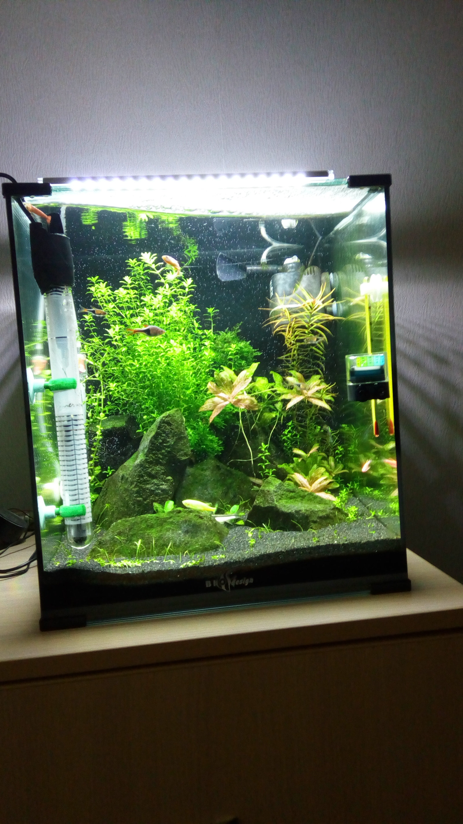 Launching the 30 liter cube part 2. - My, My, Aquarium, Aquarium, Longpost