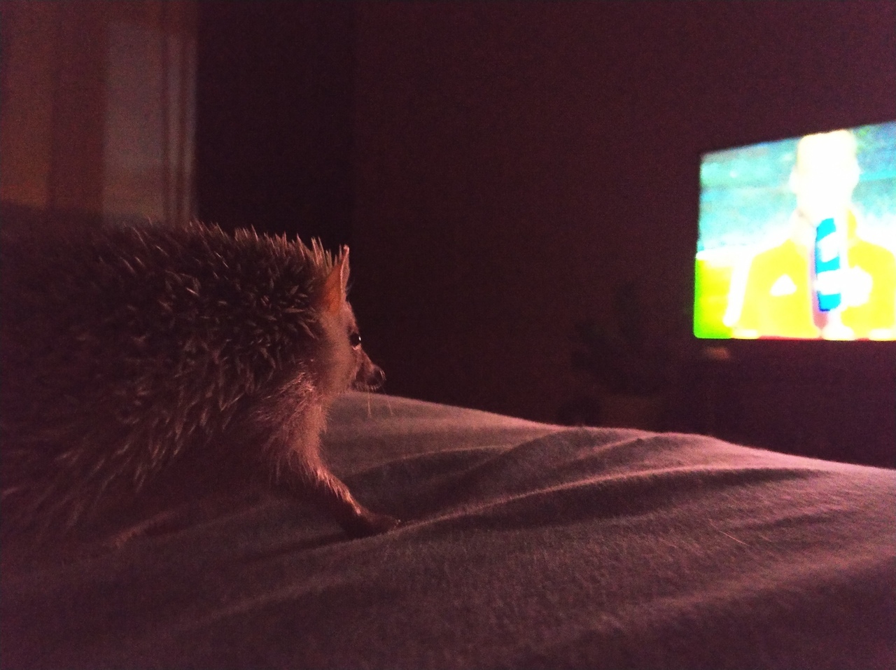 Hedgehog Arnold - My, African pygmy hedgehog, Hedgehog, Pets, Longpost