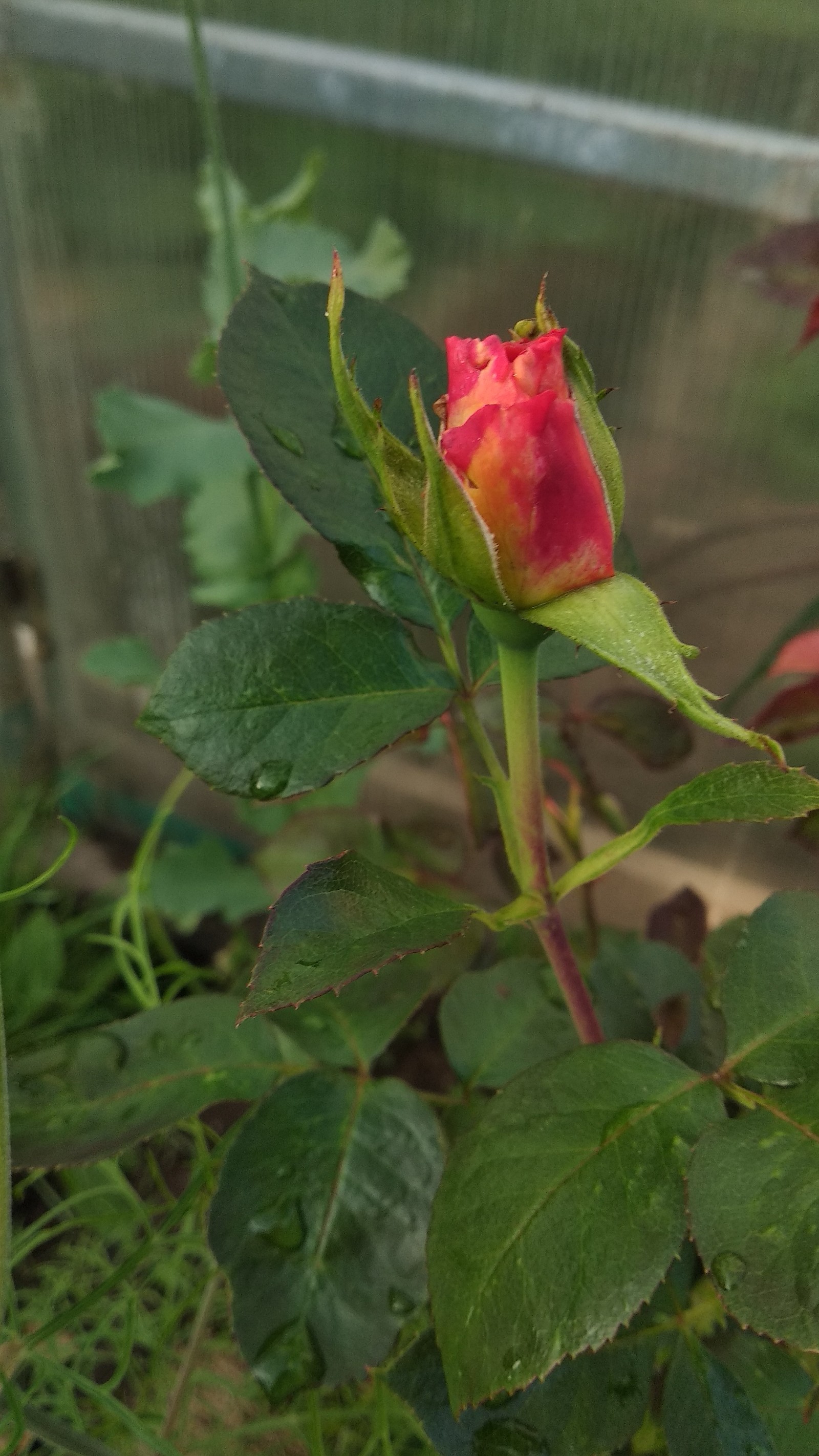 I wanted to take a picture of a cat, but somehow it didn’t work out. - My, Flowers, The photo, Apples, cat, Longpost