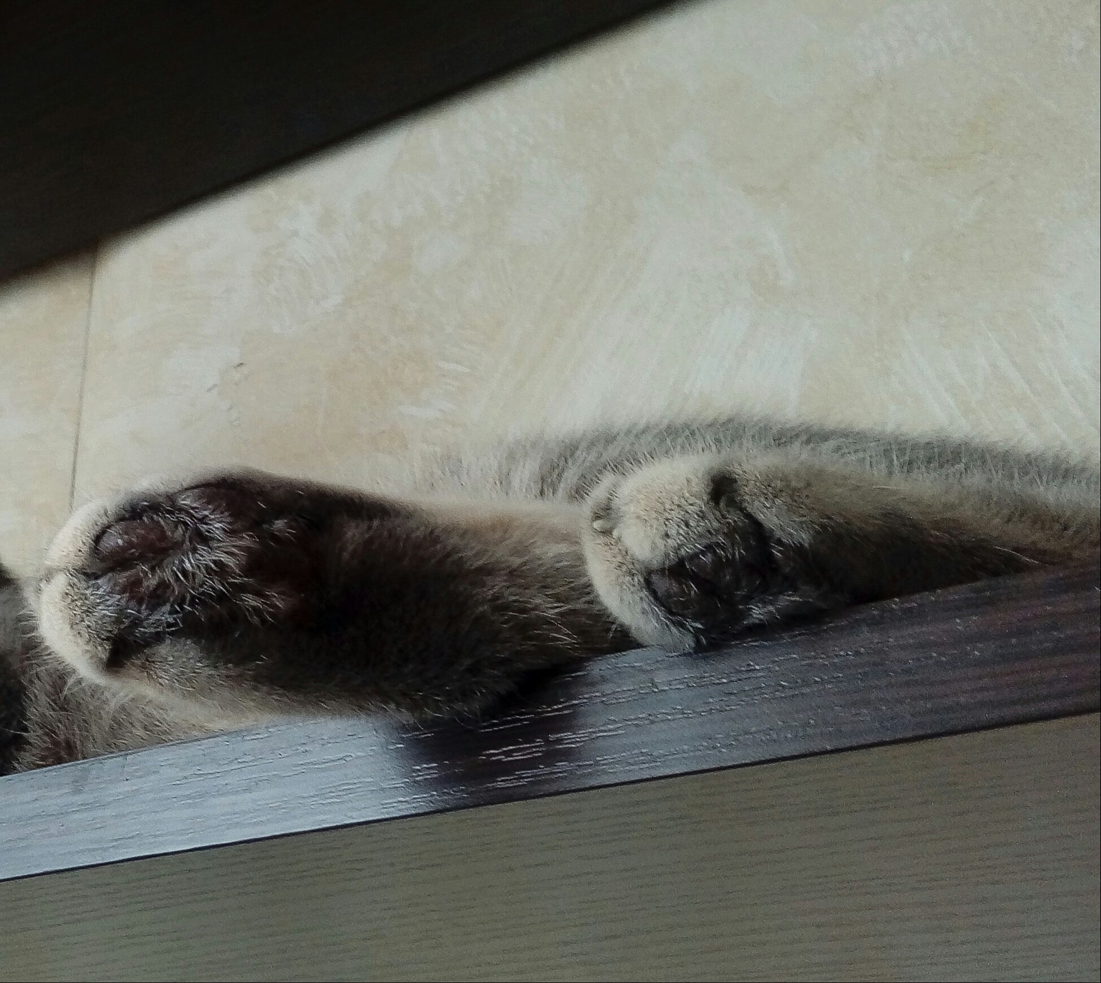 Paws) - My, cat, Paws, The photo, Milota