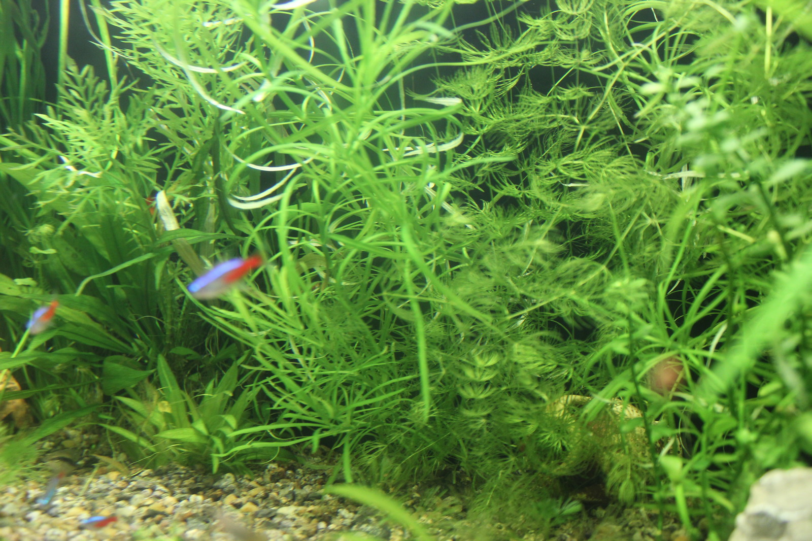 Little other world - My, Aquarium, Aquarium, Aquarium fish, Longpost