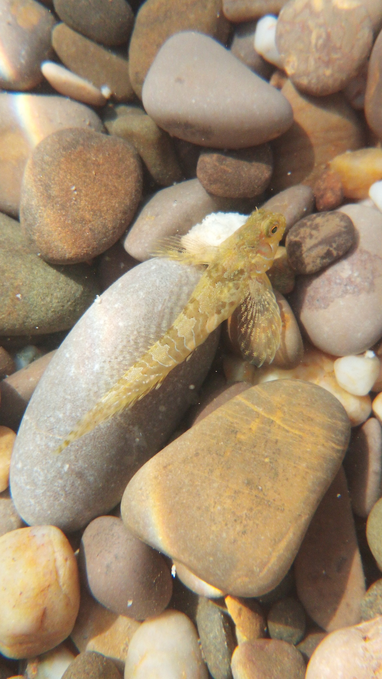 fish babies - My, Gold fish, Young, Crimea, Sea, Longpost, Goby