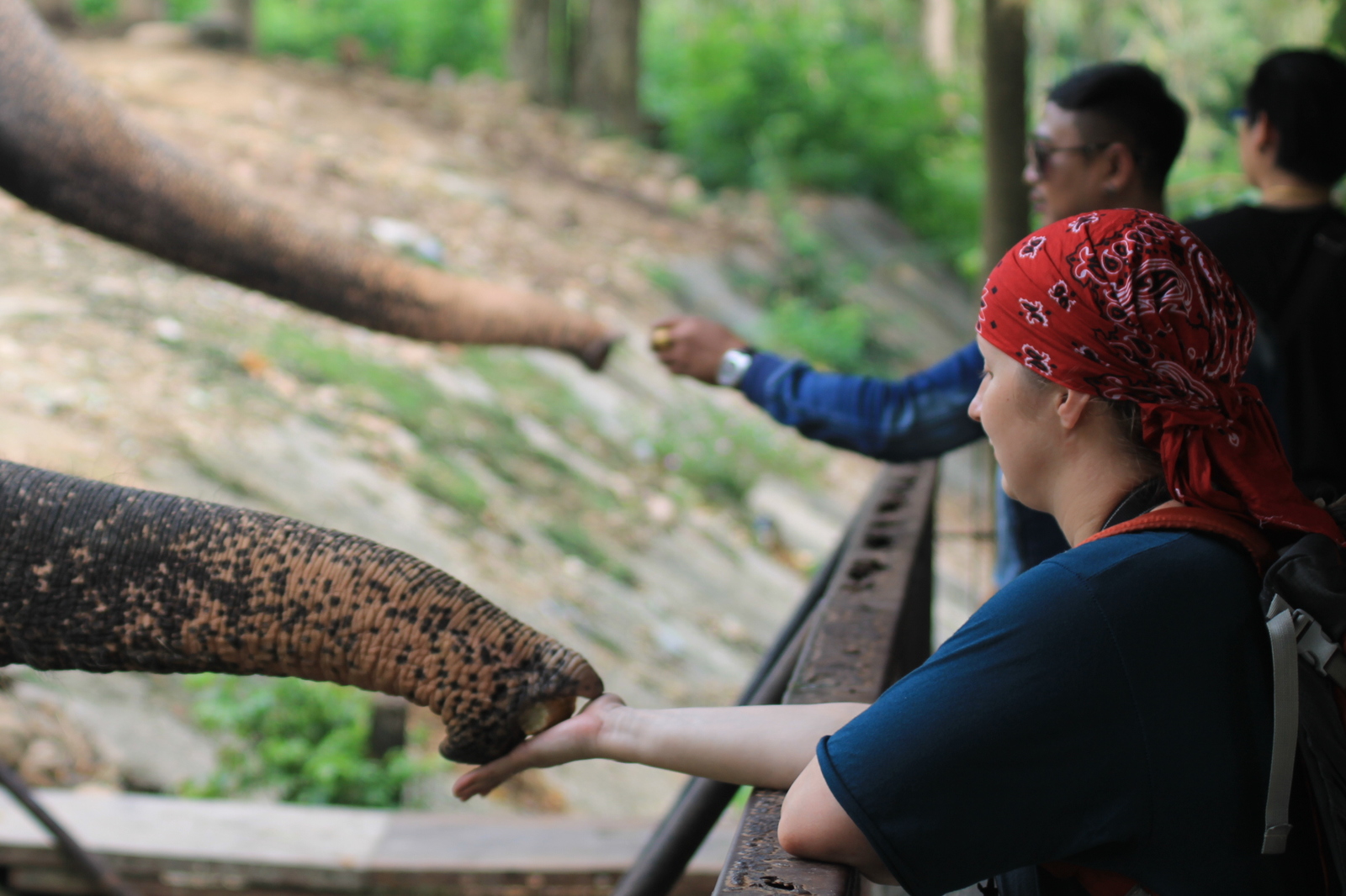 About zoos or continuation of a walk along Khao Kheow (Thailand) - My, Zoo, Thailand, Leisure, Tiger, Longpost