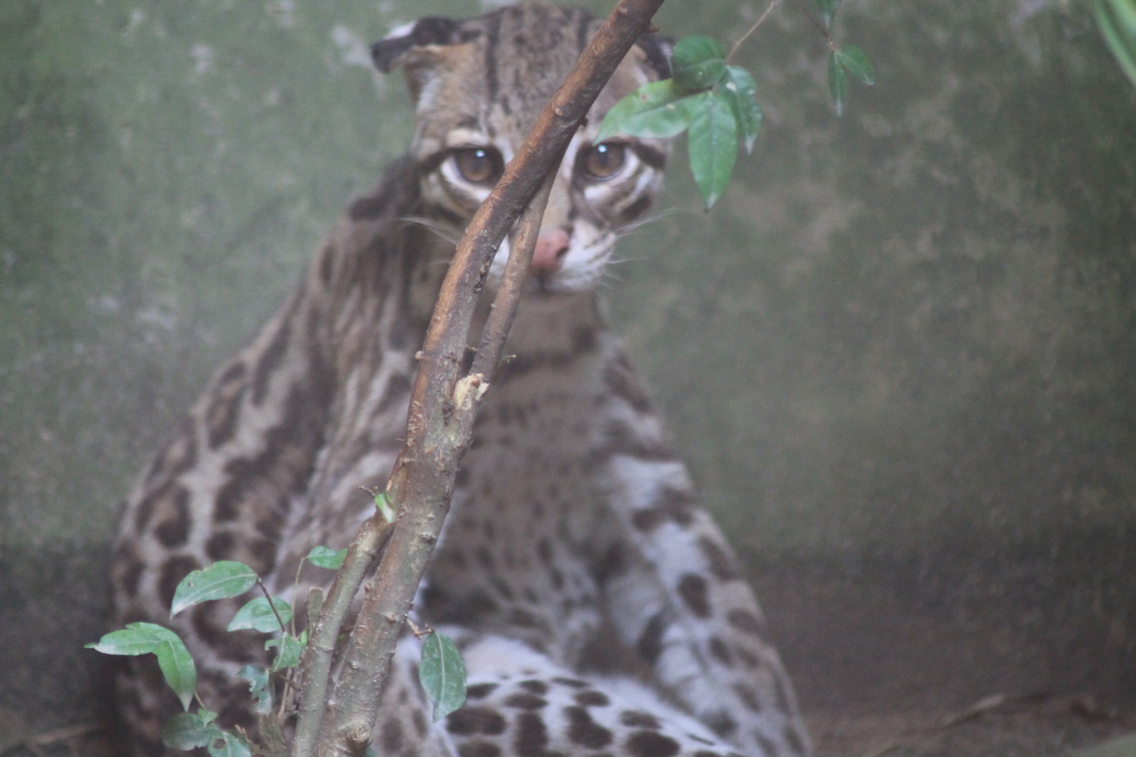 About zoos or continuation of a walk along Khao Kheow (Thailand) - My, Zoo, Thailand, Leisure, Tiger, Longpost