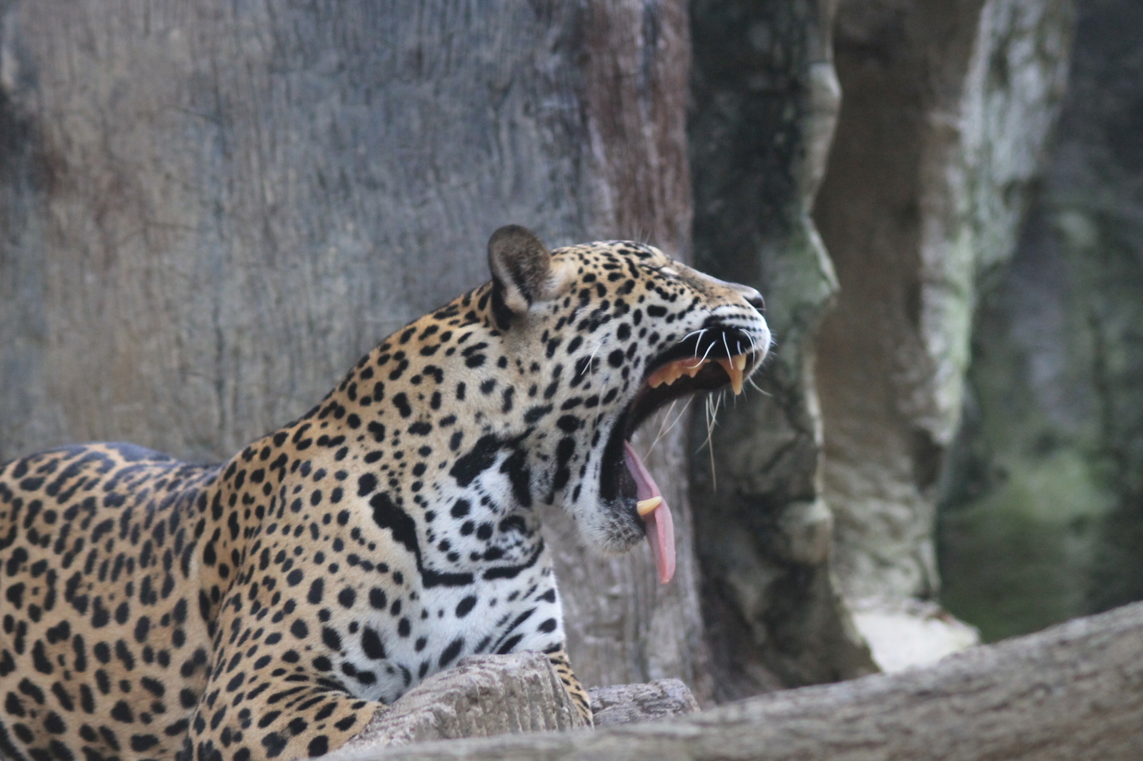 About zoos or continuation of a walk along Khao Kheow (Thailand) - My, Zoo, Thailand, Leisure, Tiger, Longpost