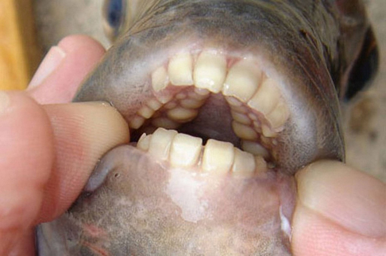 Pacu fish and fear of castration - My, Pacu fish, , A fish, Zoology, Humor, Longpost, Animal book, Nature