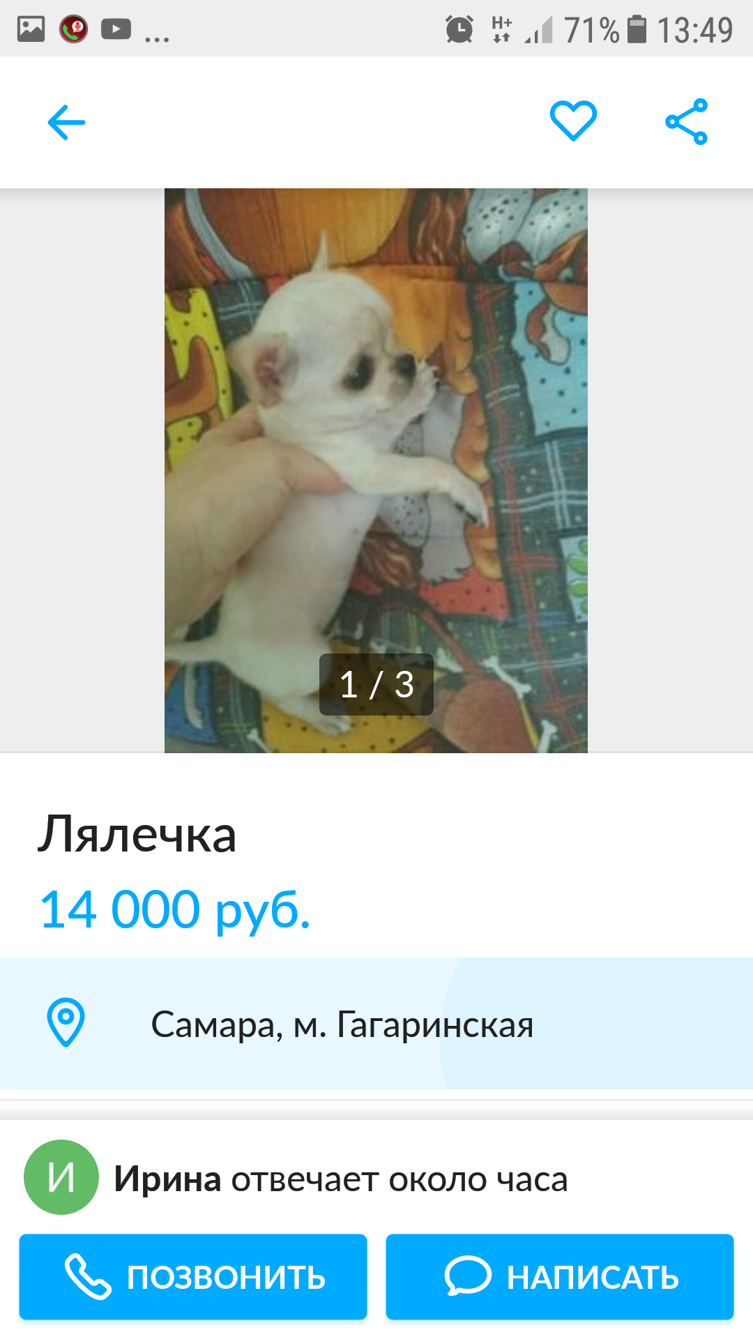 Just read))) - My, Dog, Chihuahua, Longpost