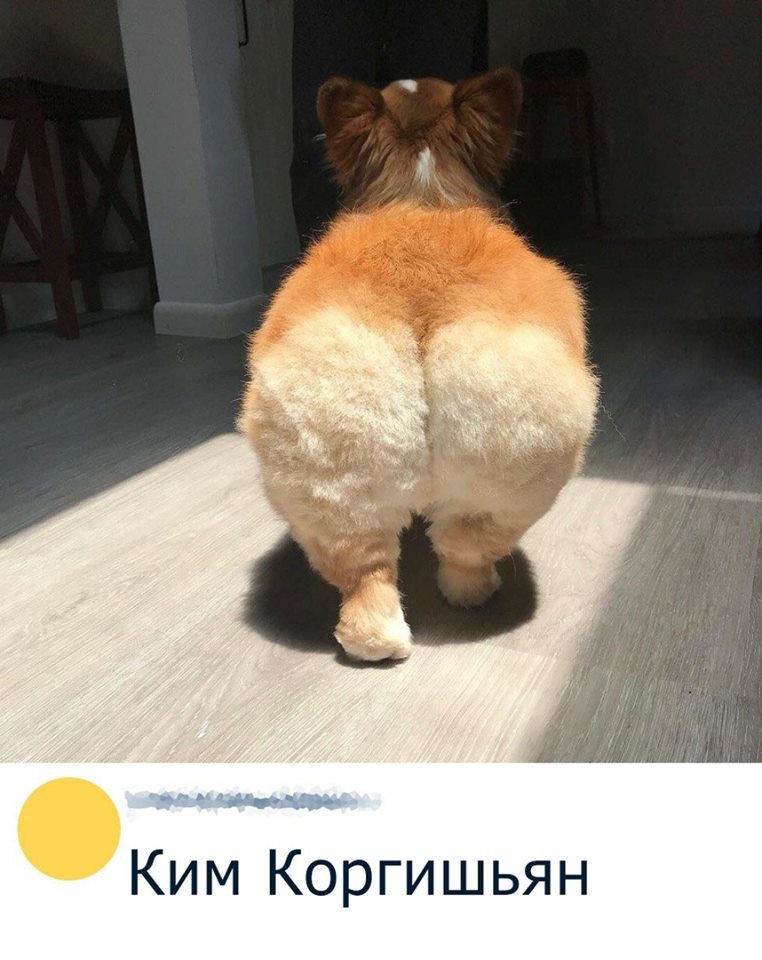 This is a butt, not like the Kardashians)) - Corgi, Booty, Milota, Dog