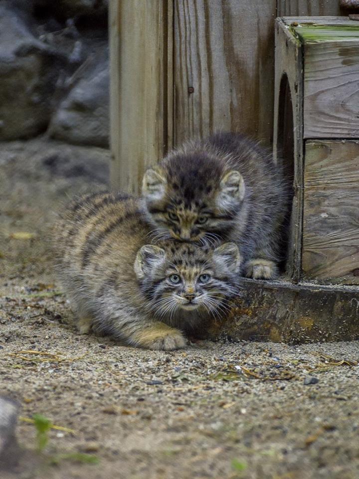 So small, but already manula - Pallas' cat, cat, Novosibirsk Zoo, Longpost