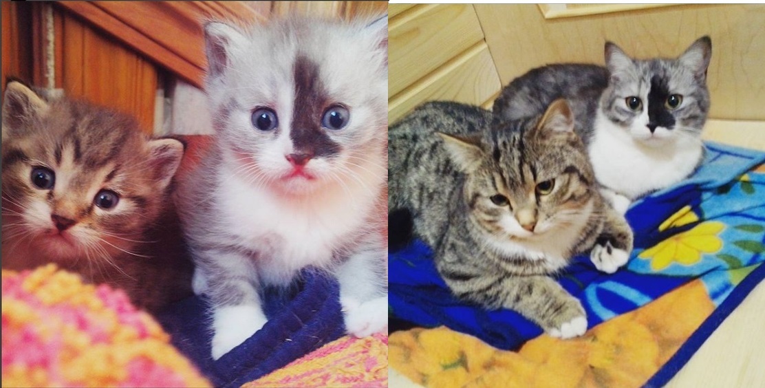 My cats. - My, cat, Milota, It Was-It Was