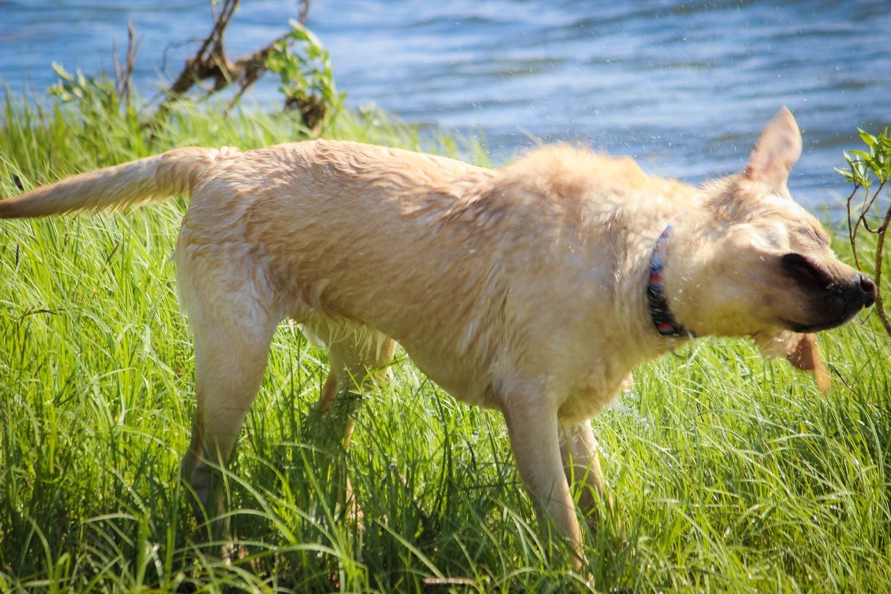 Bathed, shaken off - My, Dog, Labrador, 