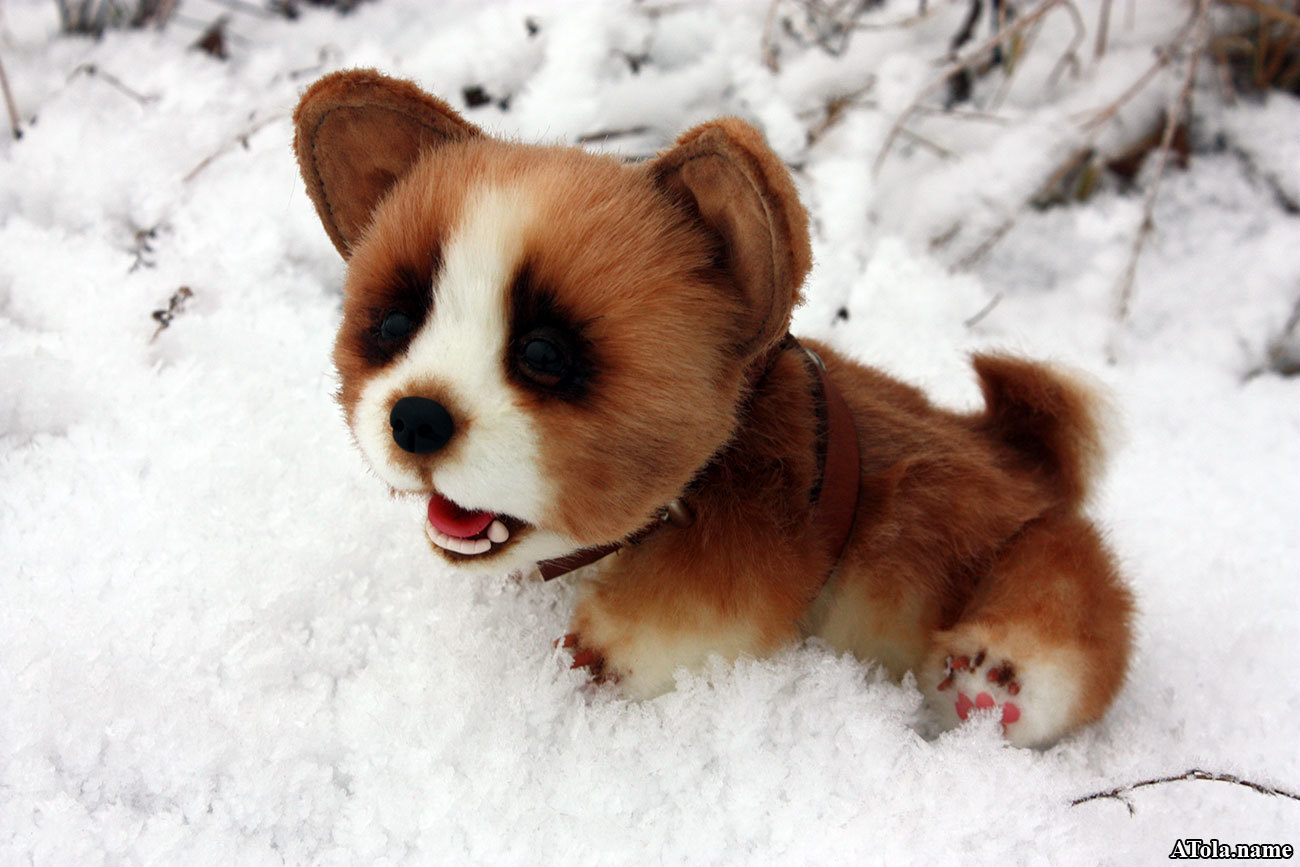 Corgi puppy and winter freshness - My, Corgi, Needlework with process, Author's toy, Toys, Soft toy, , Teddy's friends, Longpost