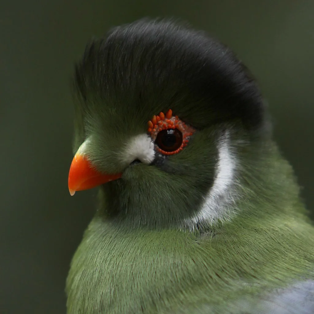 Beautiful Turaco Birds - Birds, Turaco, Animals, Banana-eater, , Longpost