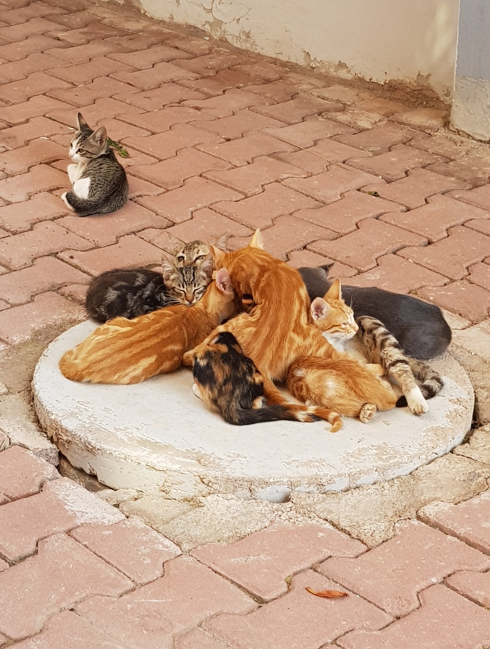 Mother cat - Nursing cat, Kittens, cat