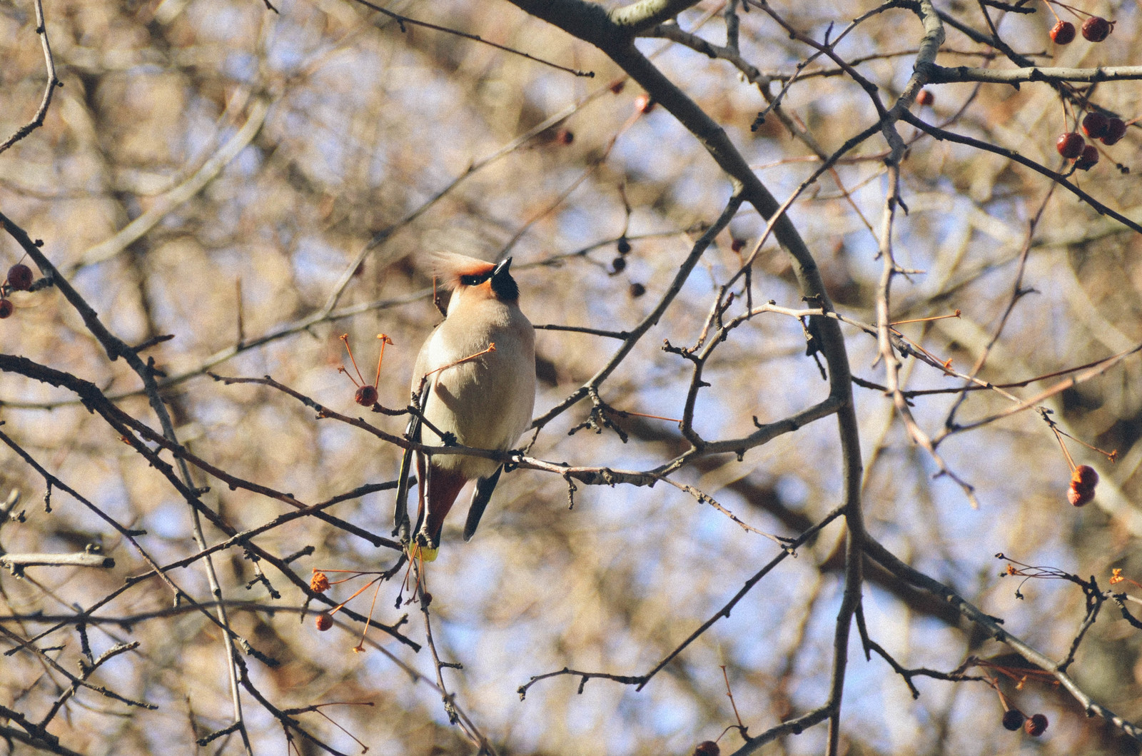 Waxwings - My, , Waxwing, Beginning photographer, Nature, The photo, Longpost, Birds