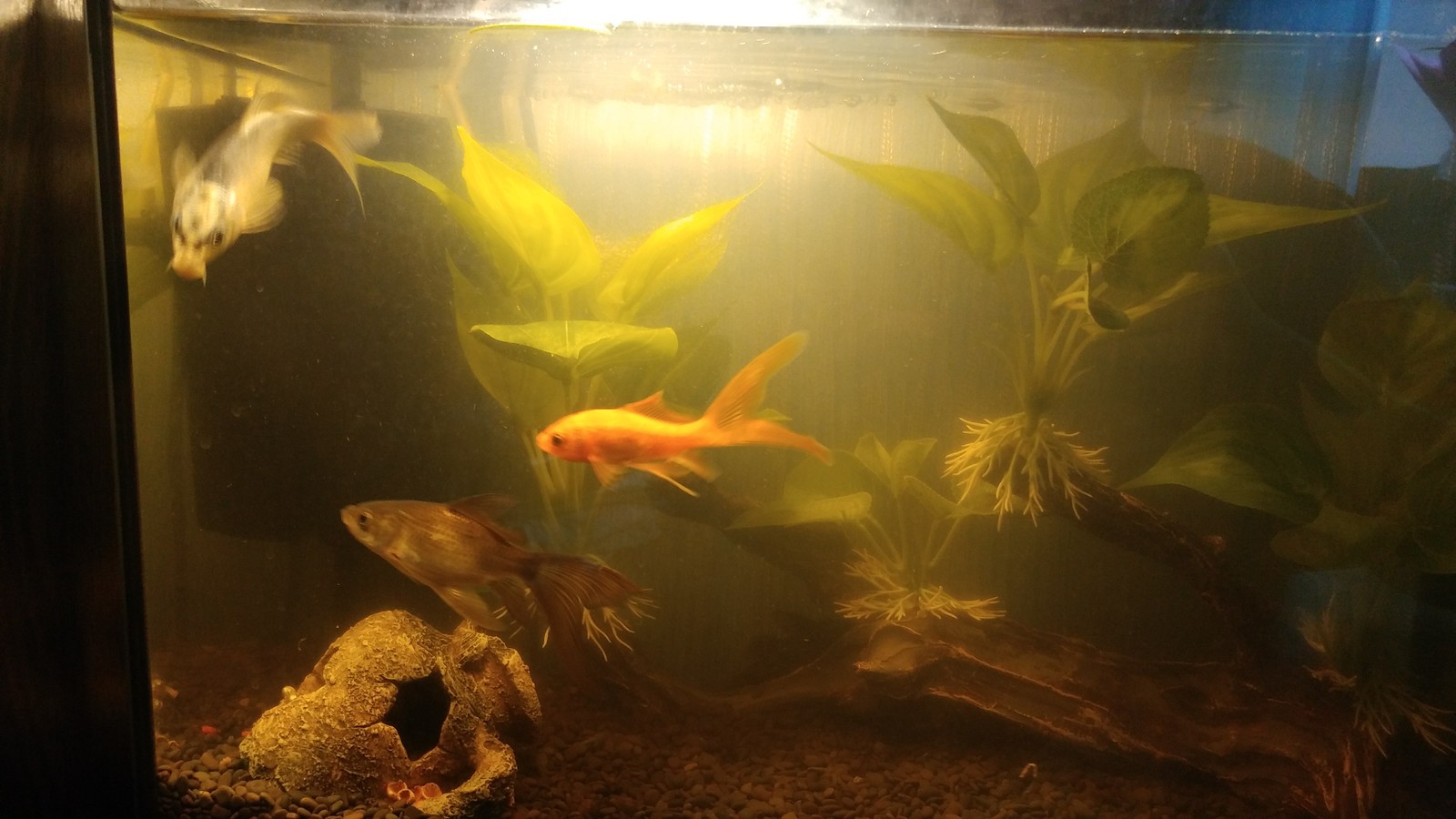 Help with the aquarium! - My, Aquarium, Aquarium fish, Need advice, Help, Dirt, Longpost