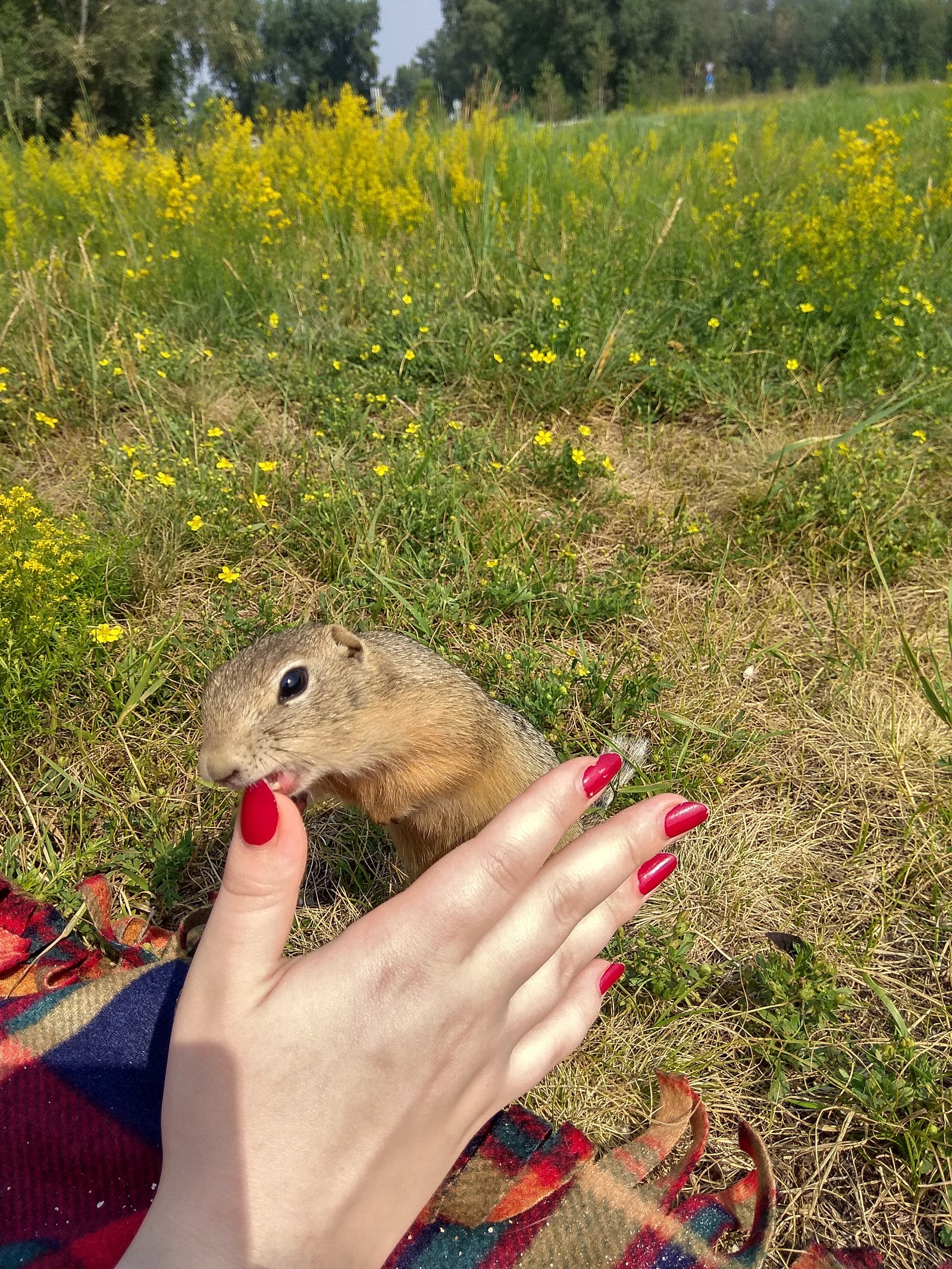 solar gophers - My, Krasnoyarsk, Tatyshev Island, Gopher, Video, Longpost