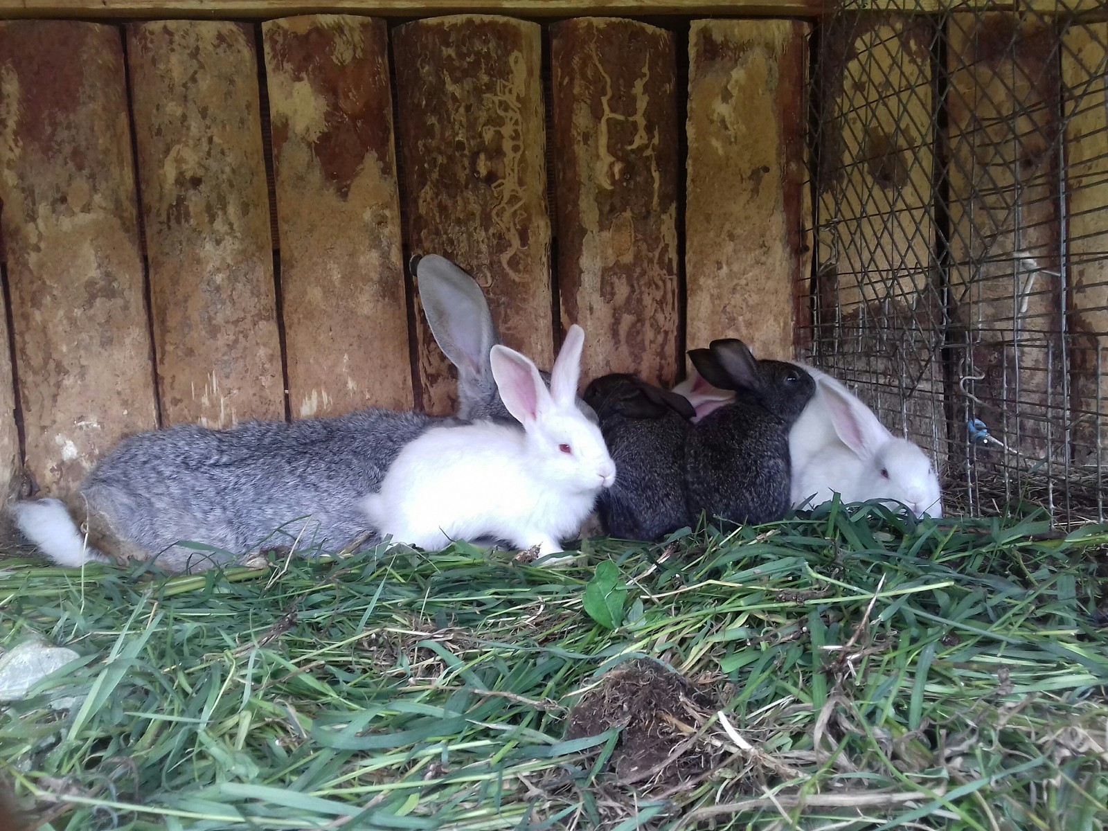 Rabbits - My, Rabbit, Animals, Longpost