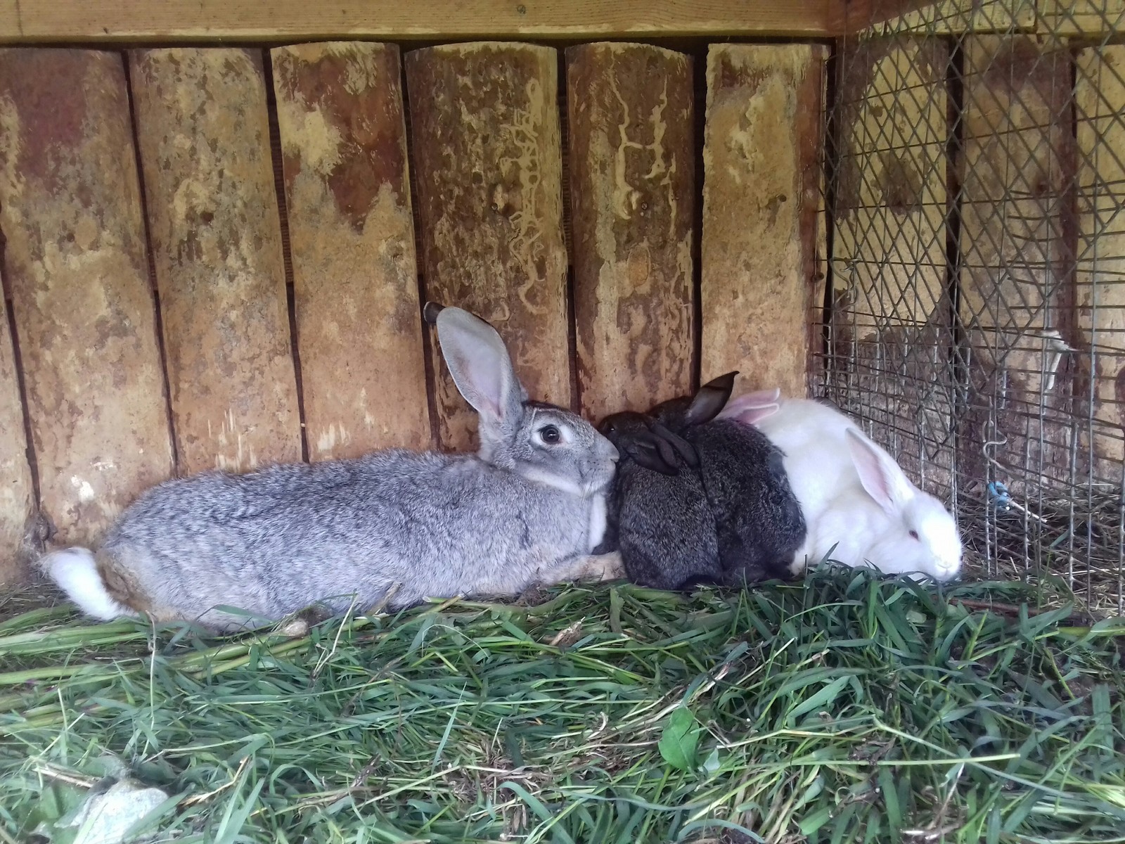 Rabbits - My, Rabbit, Animals, Longpost