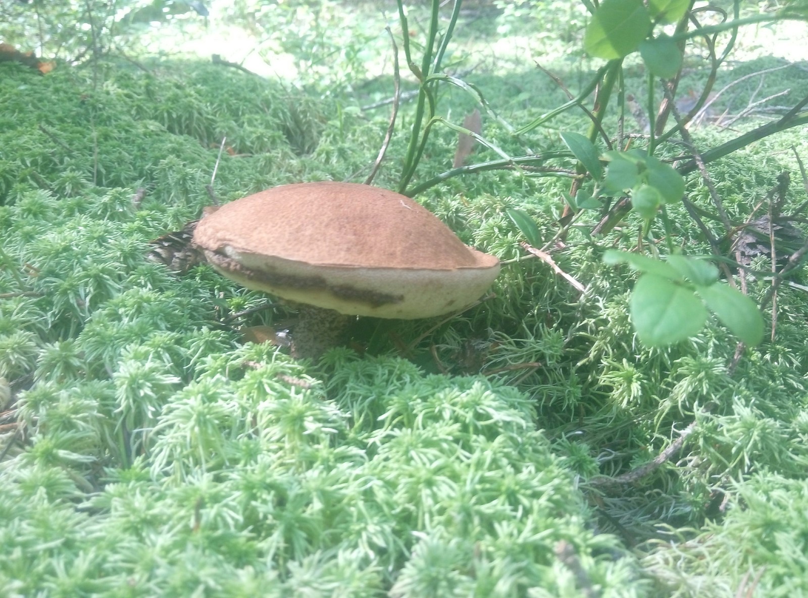 mushroom season. - Boletus, Mushrooms, Forest, Leningrad region, Longpost