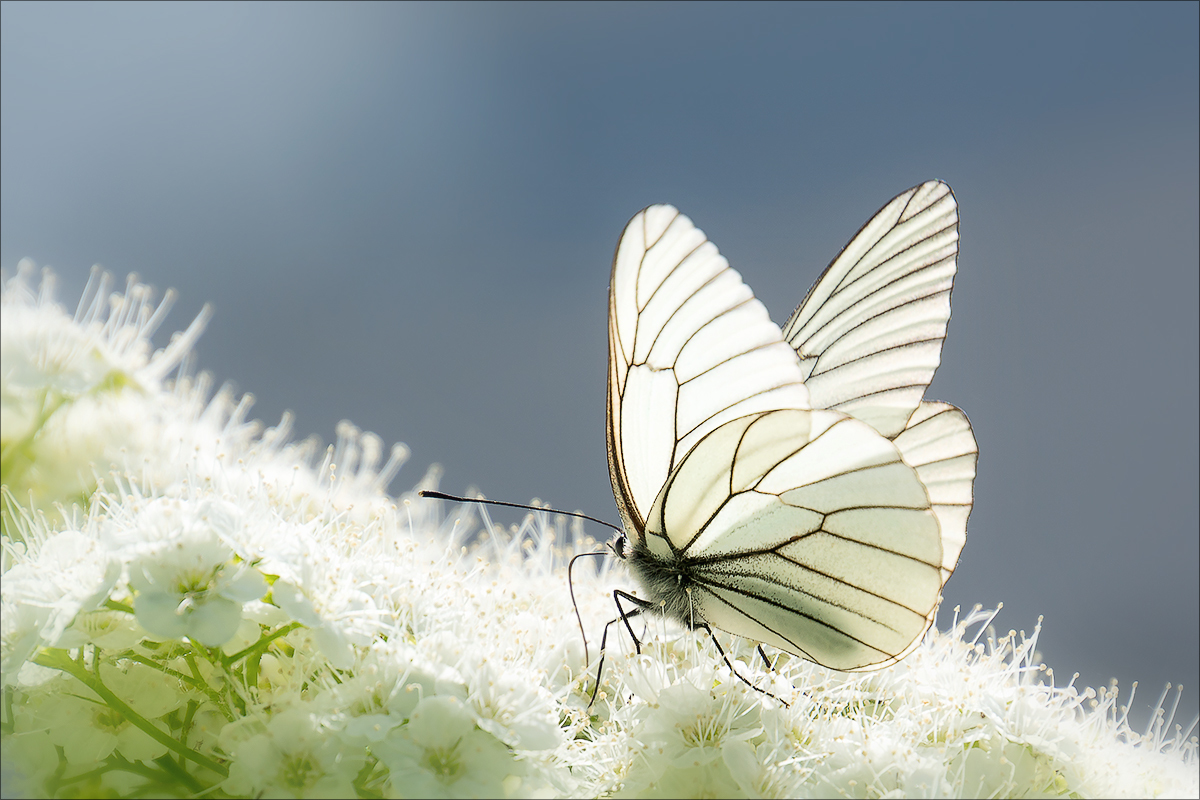 Just butterflies - My, Butterfly, Macro, Macro photography, Summer, Longpost