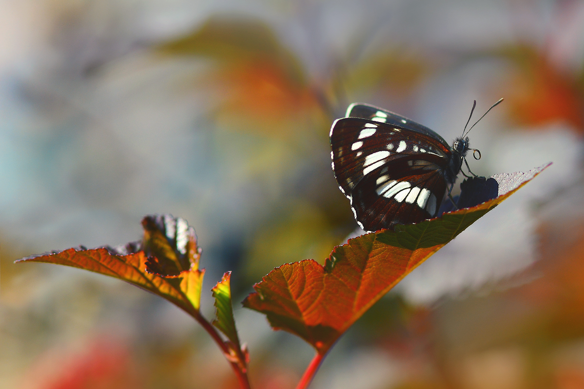 Just butterflies - My, Butterfly, Macro, Macro photography, Summer, Longpost