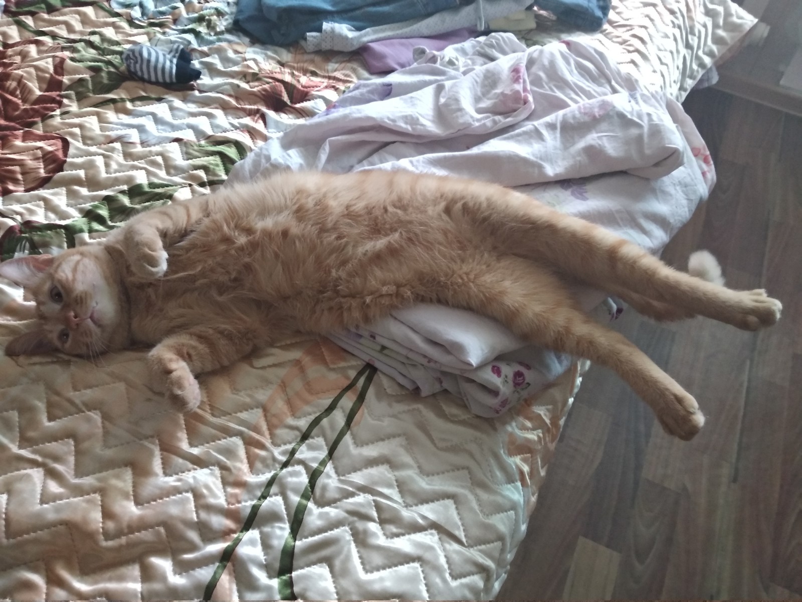 My cat is broken... - My, cat, Breaking, Redheads, Longpost