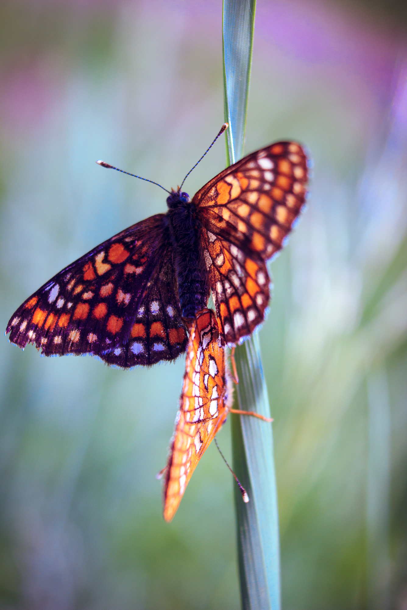 Florophil's Notes No. 3. - My, Summer, Flowers, Гусь, Horses, Bathing, Butterfly, Spider, Longpost, Bathing