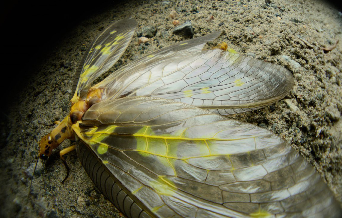 Another new insect - Insects, Macro photography, Twitter