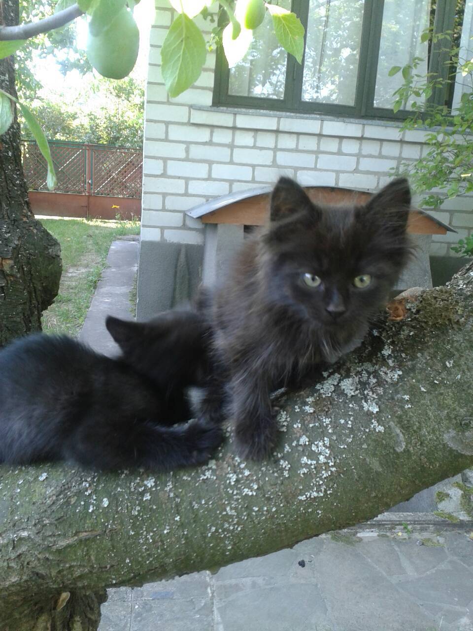 Kittens from a good family are looking for a home, Kyiv - My, Kiev, cat, In good hands, No rating, I will give, Help, Looking for a home