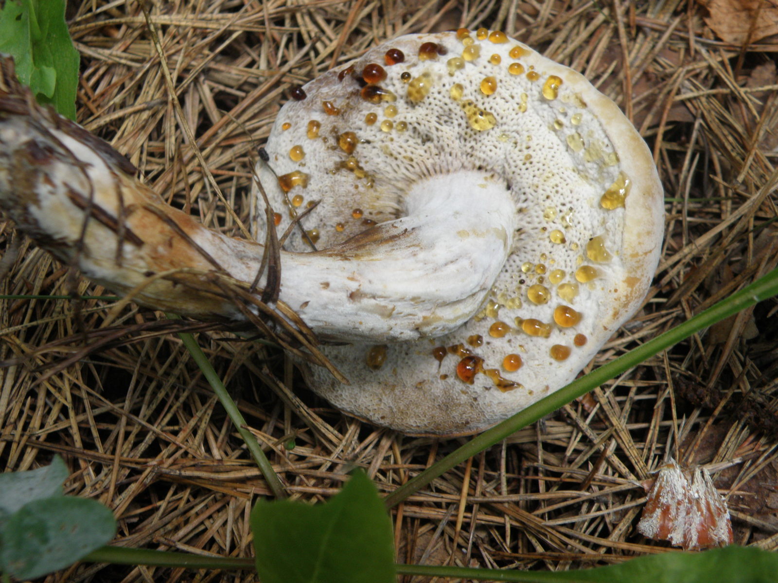 What kind of mushroom - My, Mushrooms, Ignorance, , Longpost