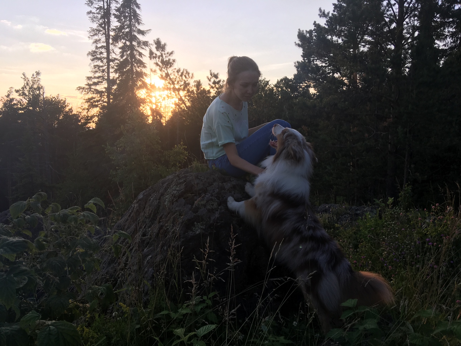 Sunday evening walk. - My, Samoyed, Aussi, Australian shepherd, Dog, Dogs and people, Nature, Evening, Longpost