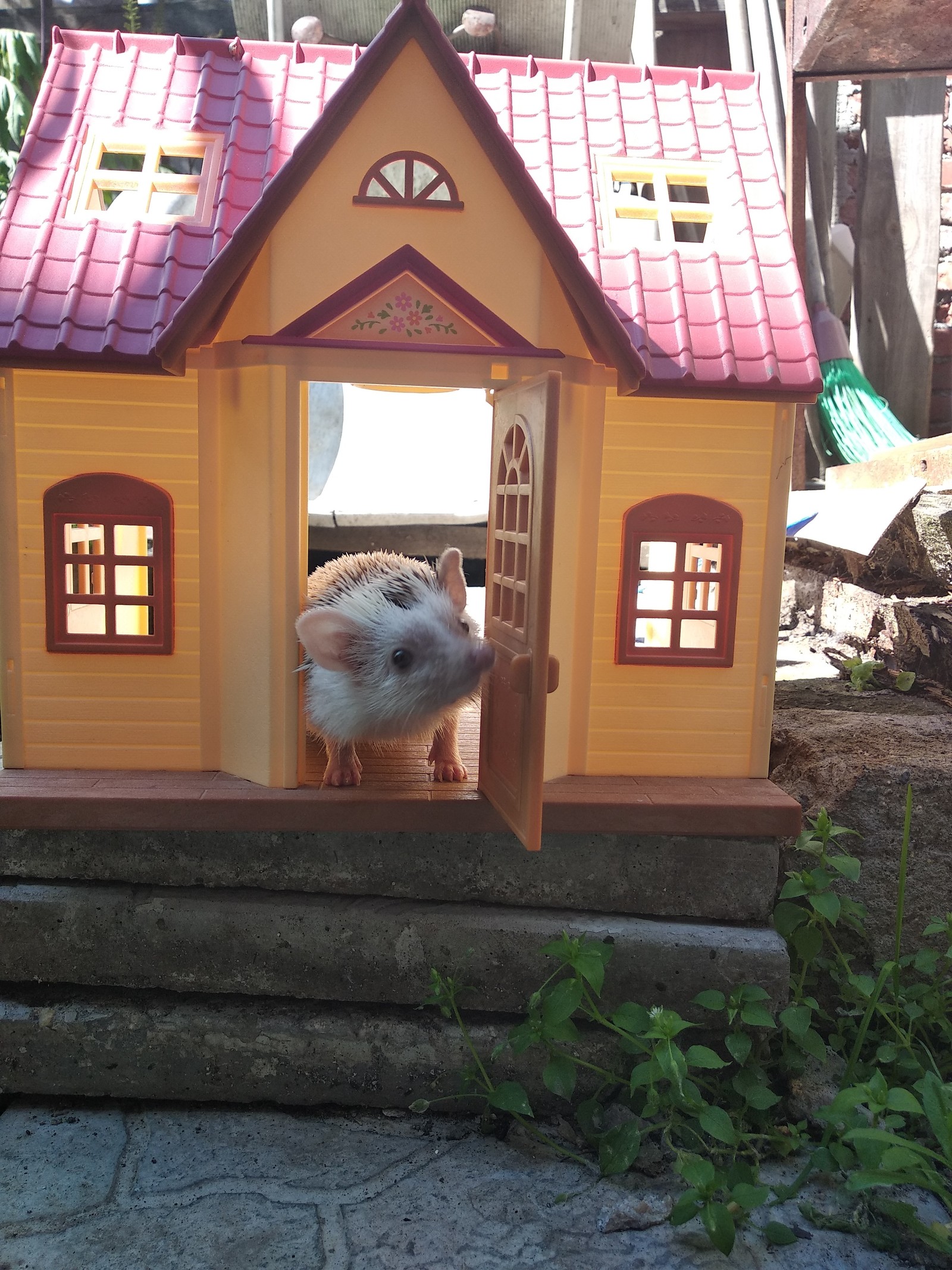 Yezhov's estate Yozhkin house? - My, Pets, African pygmy hedgehog, , GIF, Longpost