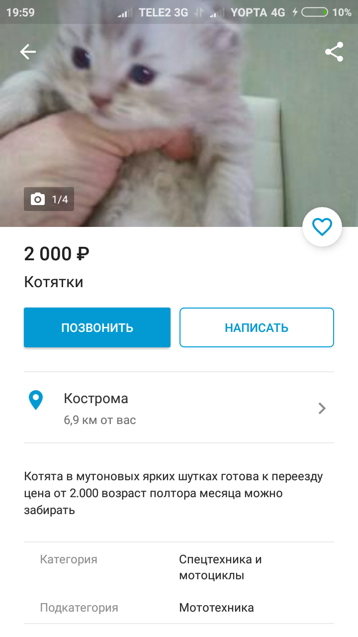 Котята. - Моё, Котята, Мотоциклы, Необъяснимое, Длиннопост, Кот, Продажа, Юла, Скриншот, Мото