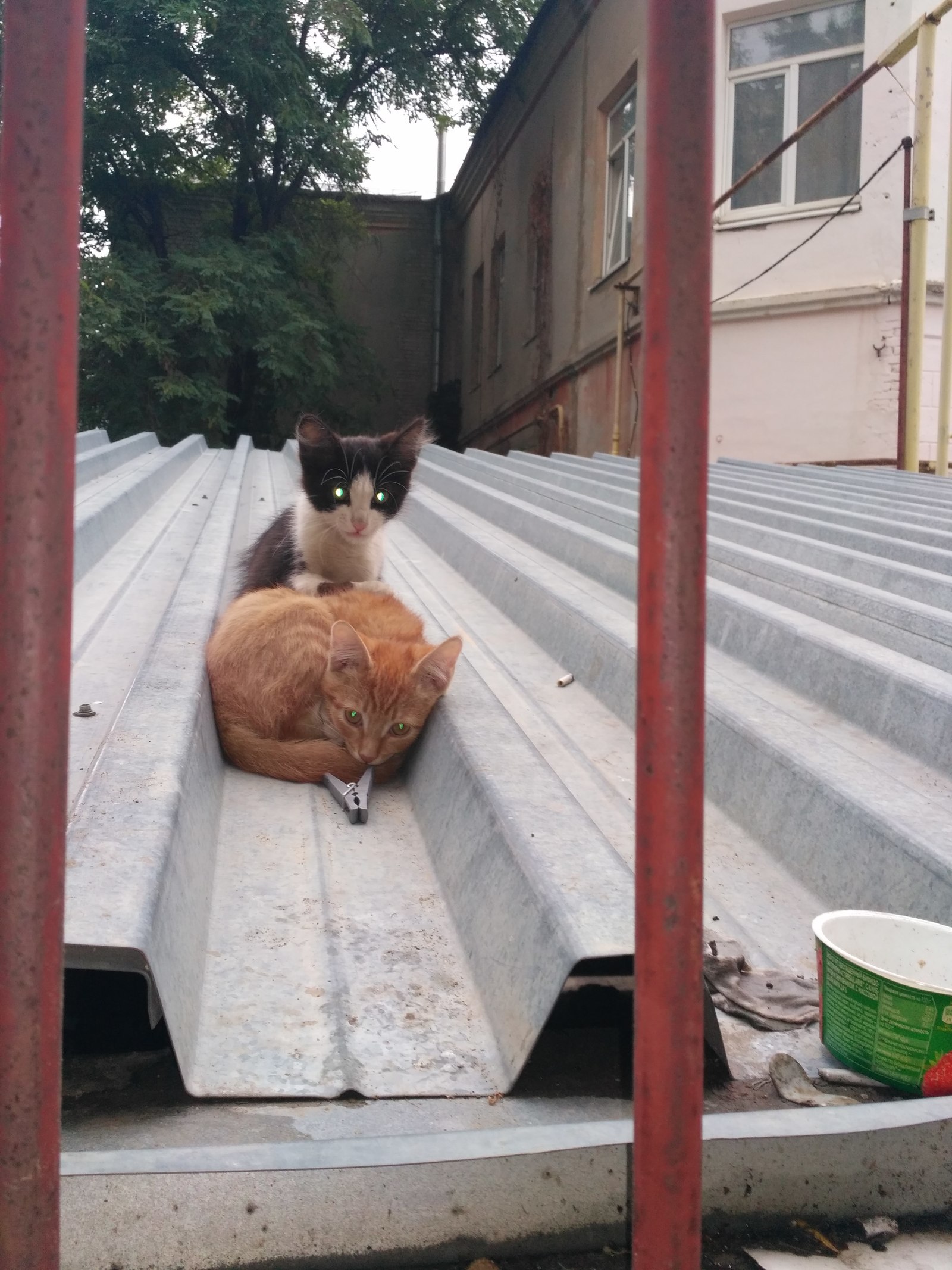 Brothers or sisters - My, Help, Saratov, No rating, cat, Longpost, Helping animals