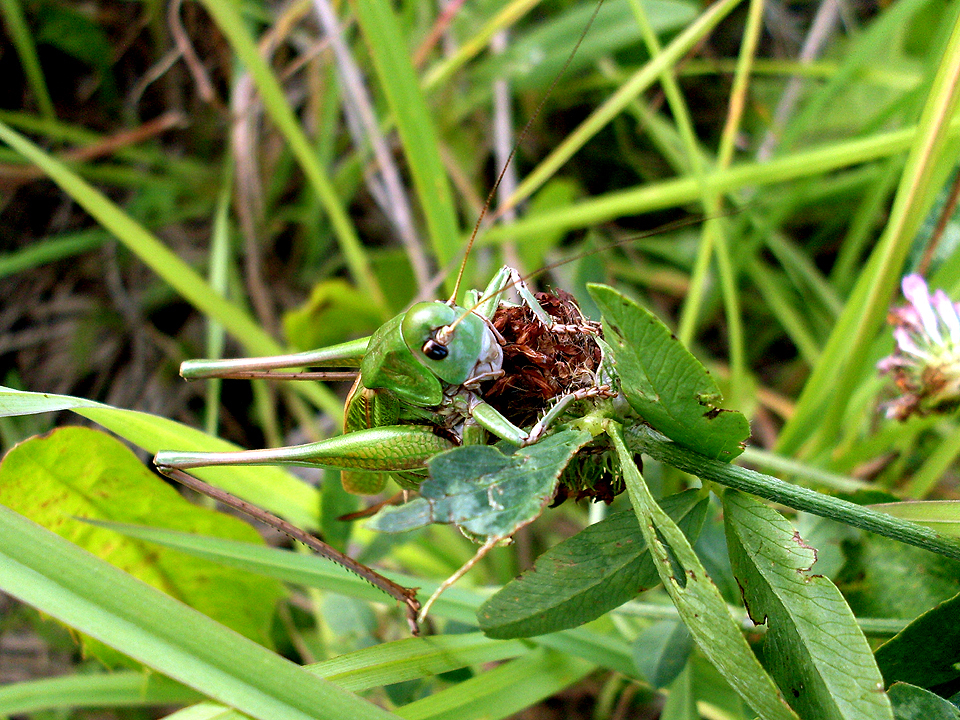 Just like a cucumber, he sat in the grass - My, Grasshopper, Insects, The photo, Macro photography