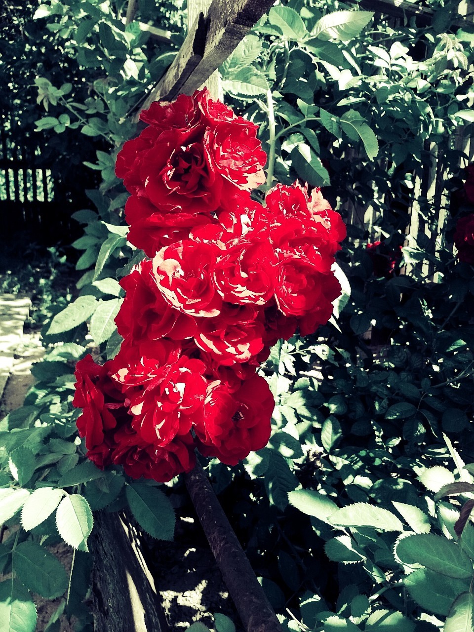 garden rose - My, Beginning photographer, Nokia Lumia, Flowers, The photo, Nature, Longpost