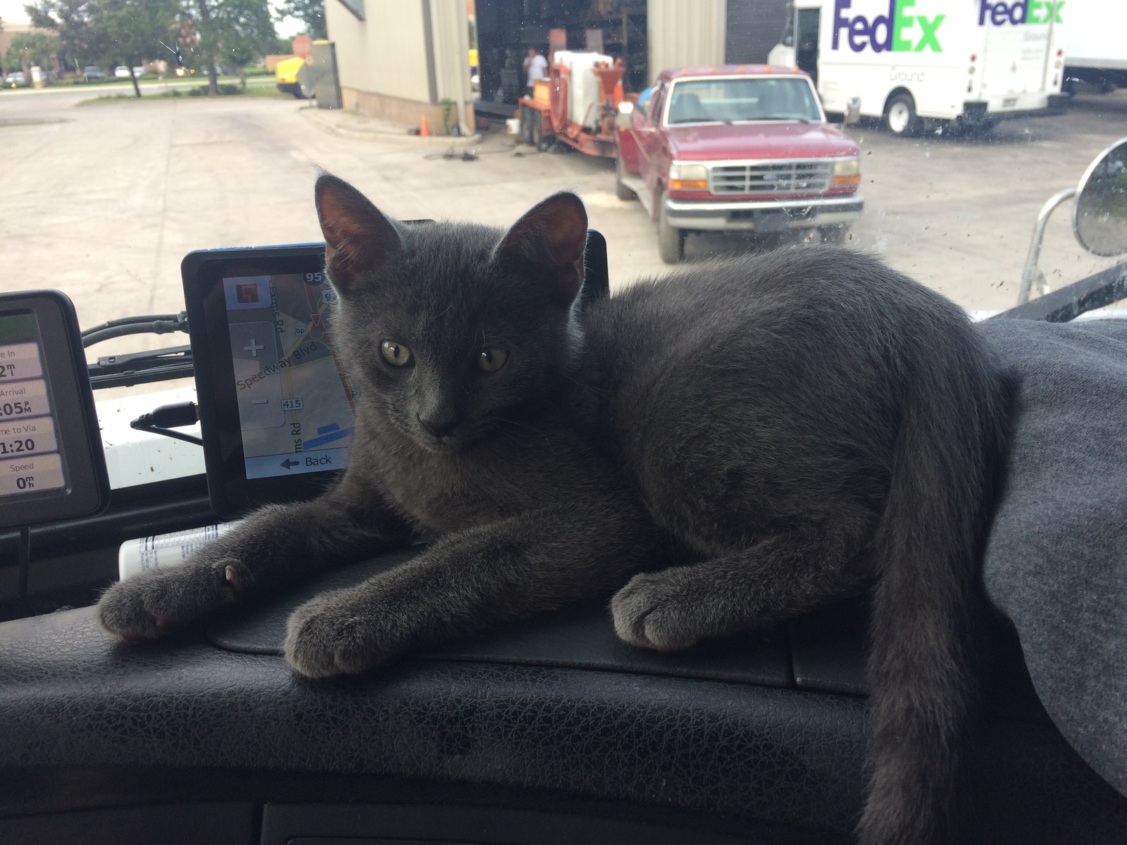 cat on duty today - My, cat, Catomafia, Truckers, USA, A life, Longpost