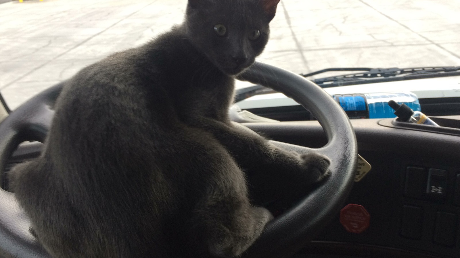 Кот on duty today - Моё, Кот, Котомафия, Дальнобойщики, США, Жизнь, Длиннопост