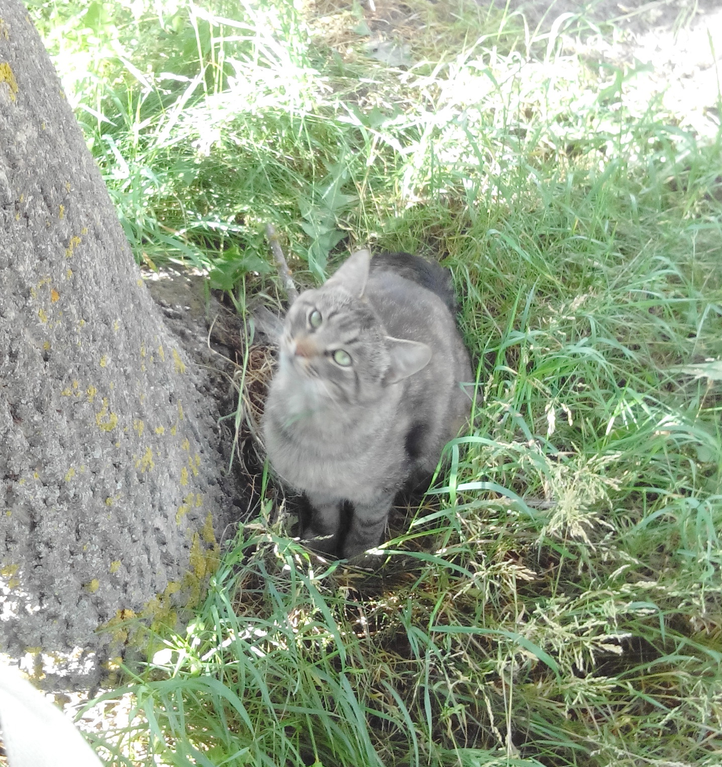 Just Cat Boris. - My, handsome cat, Bruised tails, Longpost, cat