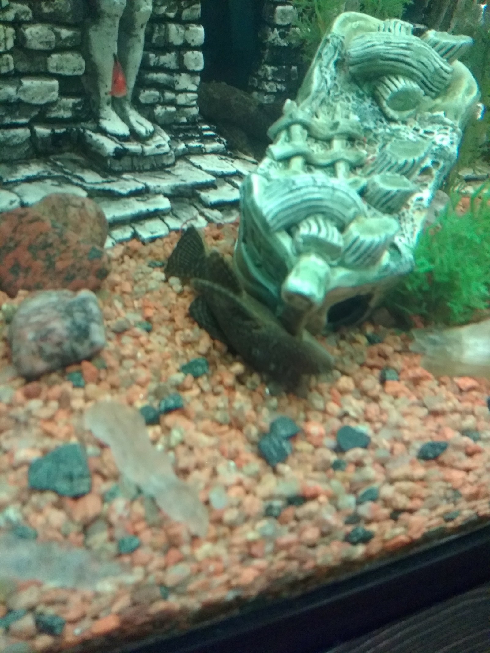 Somik broke) - My, Aquarium, Catfish, Aquarium fish, Longpost