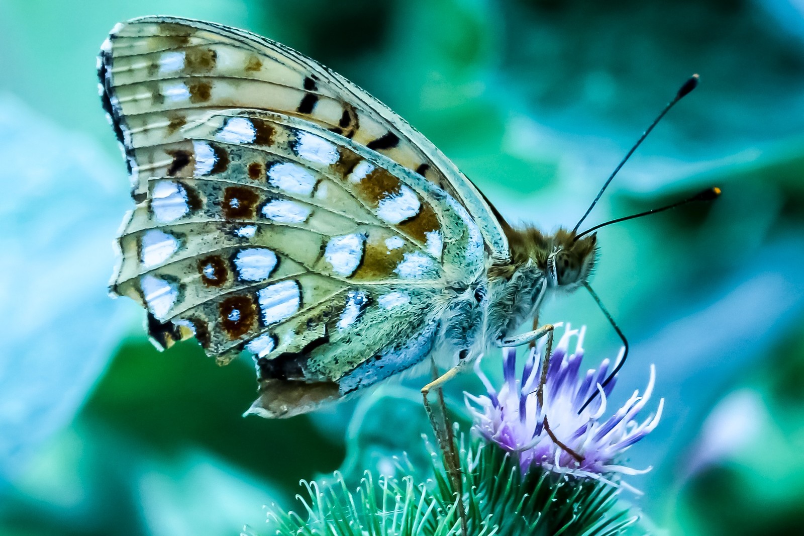 few insects - My, The photo, Thistle, Insects, Longpost