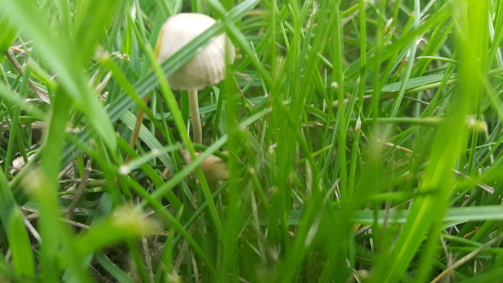 Mushrooms - My, Toadstool, Mushrooms, Longpost