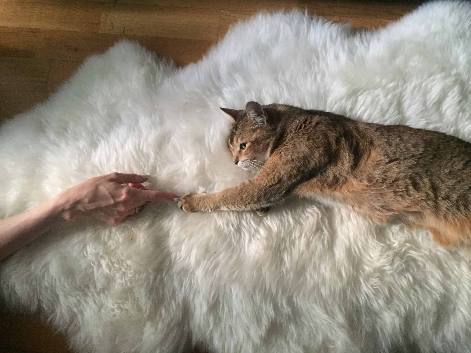 Creation of man - My, , cat, Michelangelo, Creation of Adam, Abyssinian cat, Animals, Pets, The photo