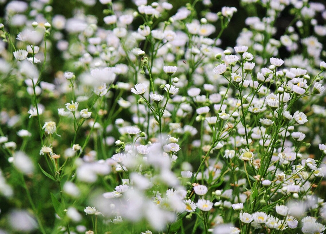 Matricaria - My, Flowers, The photo, Chamomile, Canon