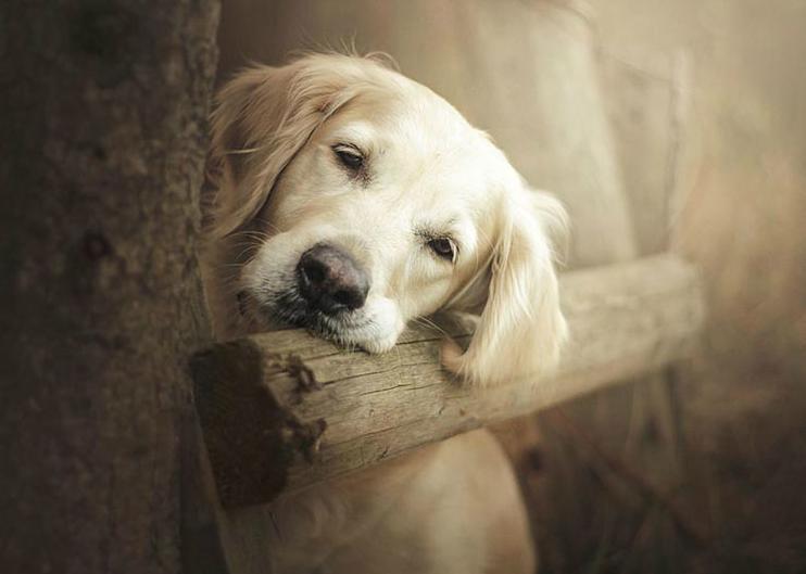 Beautiful dogs in the photo of Alicia Zmyslovskaya - , Dogs and people, Dog, Longpost