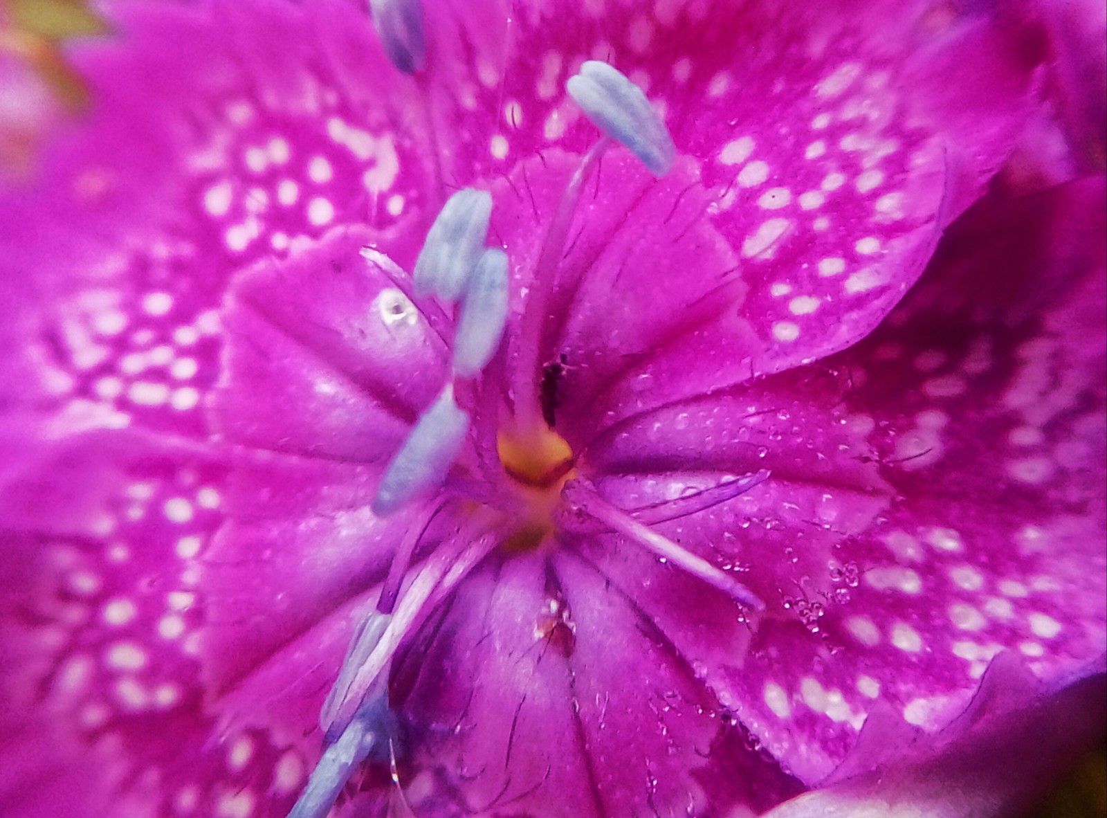 Macro post - My, The photo, Flowers, Berries, Longpost, Strawberry